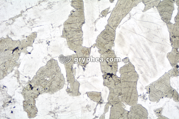 Gabbro LPNA x6,3 - gryphea.org